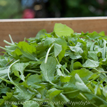 Arugula 'Sylvetta', Organic